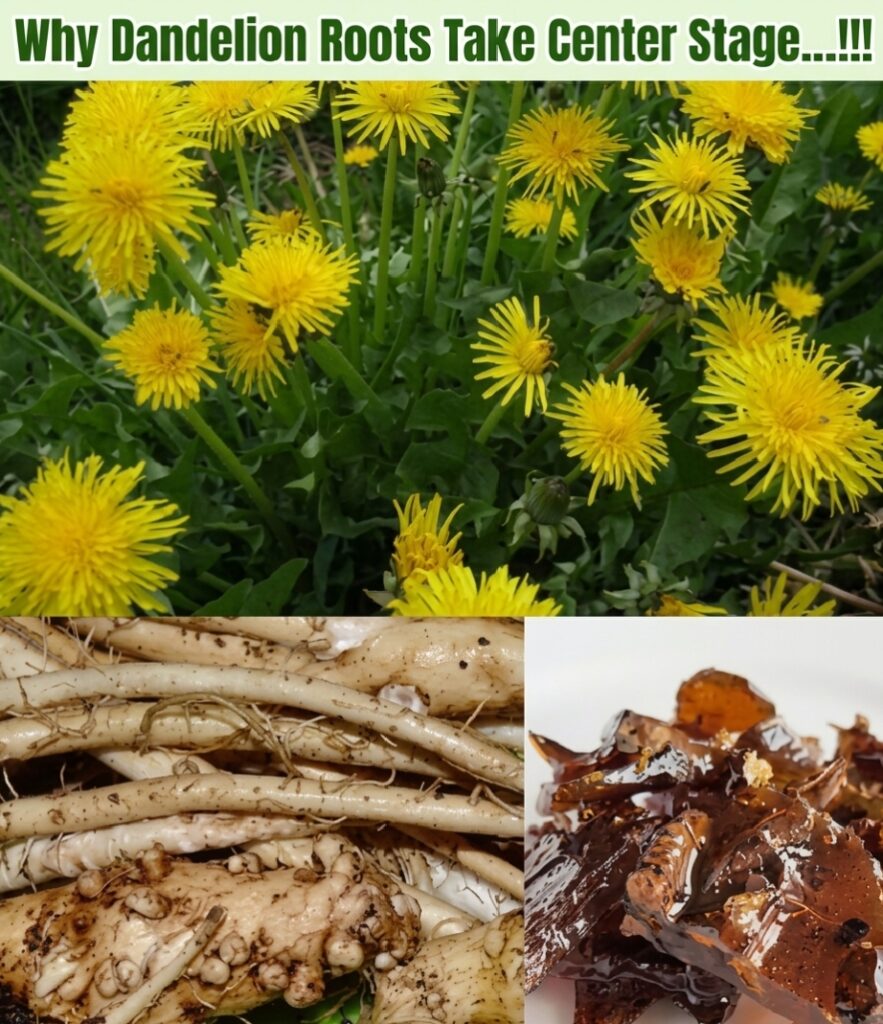 Dandelion Roots Rotting Why Dandelion Roots Take Center Stage – WebNeza